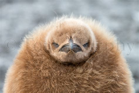 King Penguin Chick Head – Tom Murphy Photography