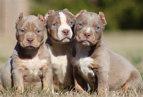 Our XL American Bullypit Dog Family, 45% OFF