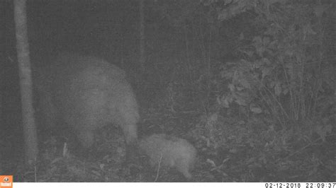 Life and Death in Ujung Kulon National Park - Javan Rhino News - International Rhino ...