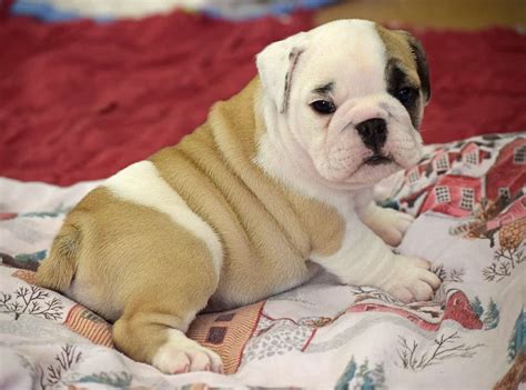Best English Bulldog Puppies Michigan of all time Don t miss out | bulldogs