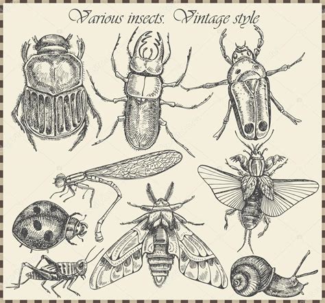 vector set insects in vintage style — Stock Vector © hyv123 #16240595