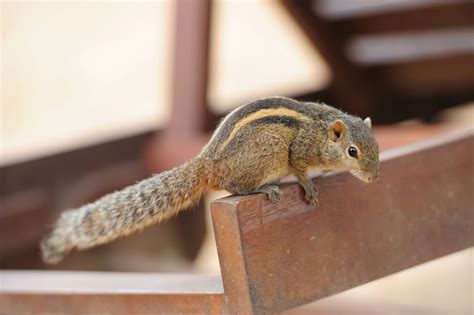 Identify a Squirrel Infestation on Your Property