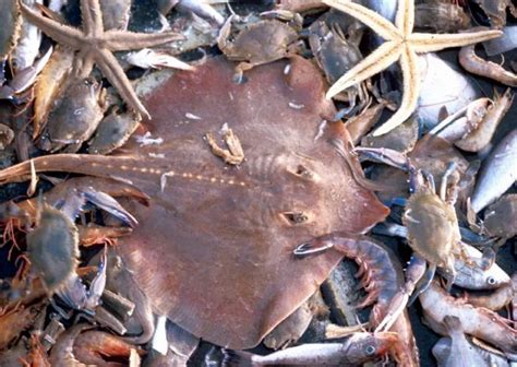 A Net Full of Bycatch | Smithsonian Ocean