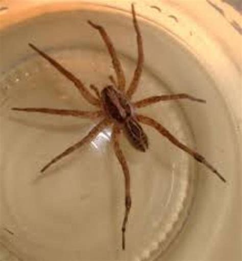 Wolf Spider Bite: What You Need To Do? - HubPages