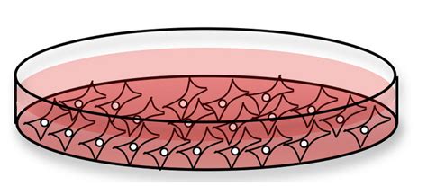 Cells growing in a tissue culture petri dish, adhered to dish bottom and immersed in liquid ...