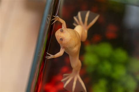 Basic Care: African Dwarf Frog | Arizona Exotics | -Frogs Resources