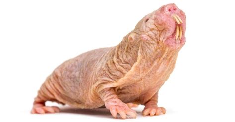 Secrets of the Naked Mole-Rat: New Study Reveals How Their Unique Metabolism Protects Them from ...