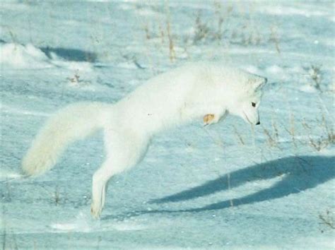 Arctic Fox | Arctic fox, Arctic animals, Animal rescue shelters