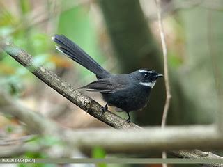 White-throated Fantail (Rhipidura albicollis) | White-throat… | Flickr