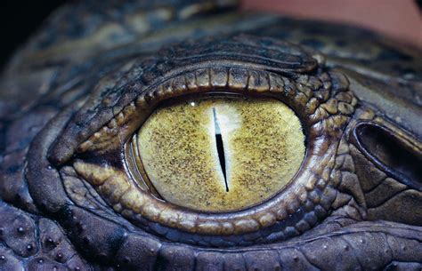 Crocodile Eye Animal HD Wallpaper | Crocodile eyes, Crocodile, Crocodiles