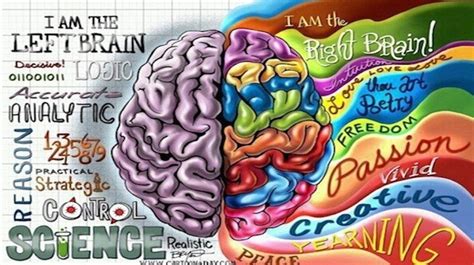Right brain, Brain illustration, Brain poster