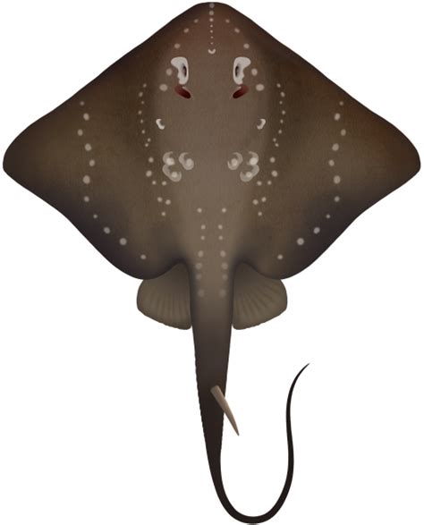 Stingray PNG transparent image download, size: 484x600px