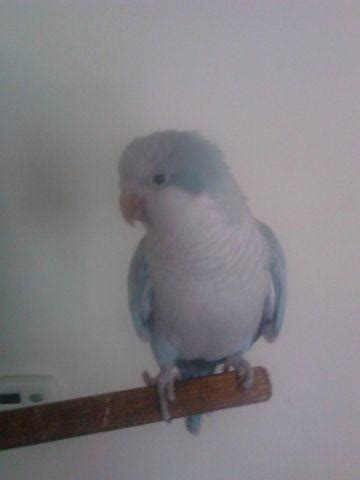 Beautiful Young Blue Quaker Parrot with Large Cage for Sale in Avalon ...