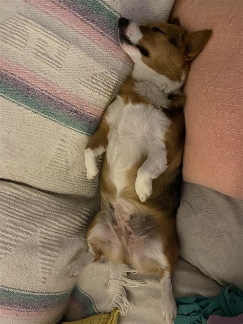 Typical corgi sleeping position!! : r/corgi