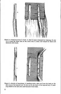 This is a scan of a USDA fact sheet from 1962 on bridge grafting and ...