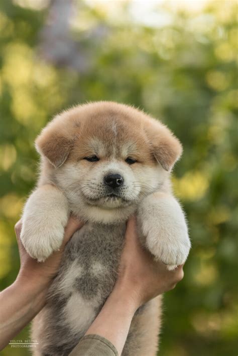 Akita Inu puppies – Dogs Jelena Dog Shows