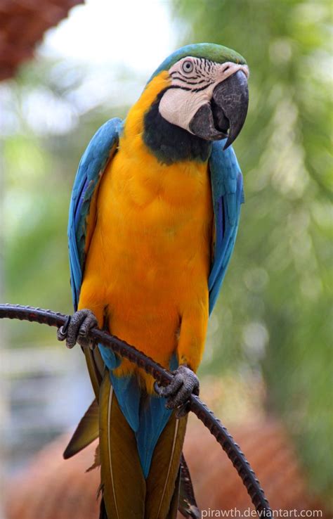 Parrot, Macaw parrot, Macaw