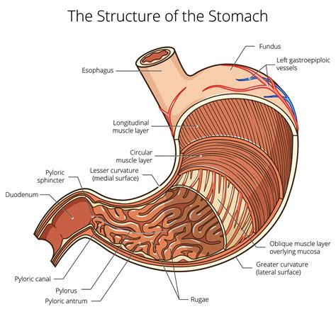 Stomach — High Plains Surgical Associates