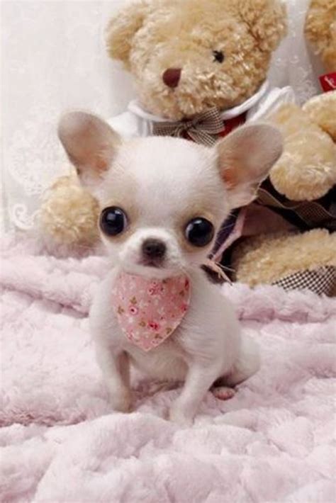 59+ Teacup Chihuahua Puppy Care Image - Bleumoonproductions