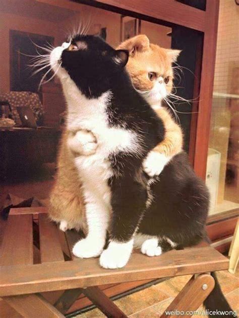 Hugging cats