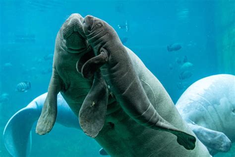 African manatee conservation program – Fundacja Zoo Wrocław DODO