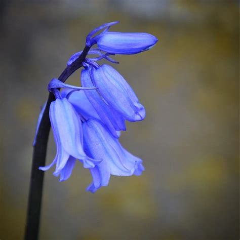 Blue Bell Flower: Types, Meanings & Benefits