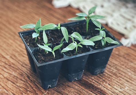 10 Tips for Starting Pepper Seeds Indoors - The Homesteading RD