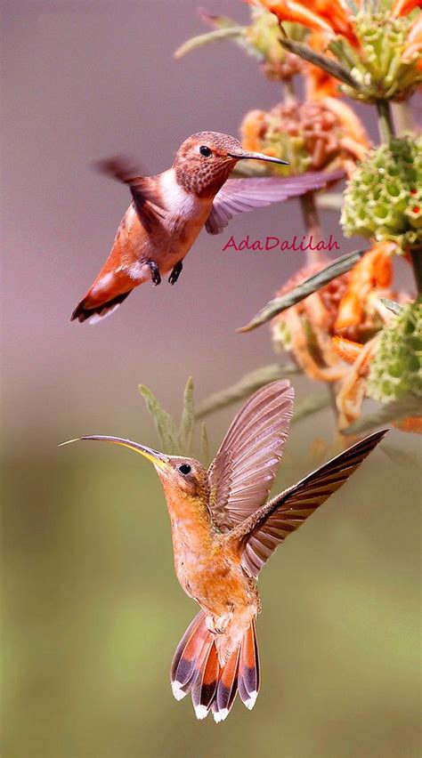 Wildlife Photography, Animal Photography, Nature Story, Purple Bird, Hummingbird Flowers, Most ...