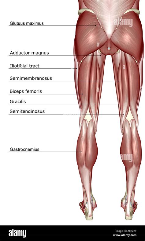 The muscles of the lower body Stock Photo - Alamy