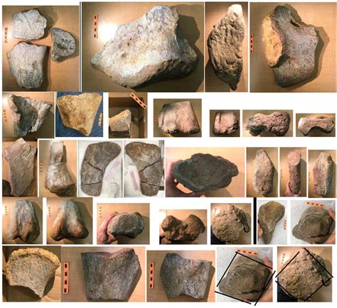 First Snout with Complete Teeth Row of Small Titanosaur in Indo-Pakistan Found from the Latest ...