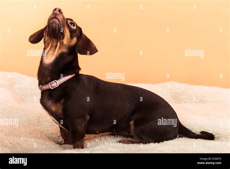 Cute dog jumping on bed Stock Photo - Alamy