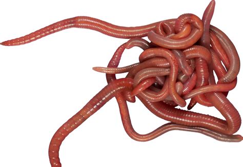 Earthworm Worm Png Clipart Worm Png Transparent Png Transparent | Sexiz Pix