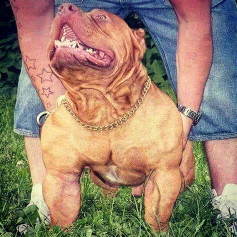 4,870 Likes, 168 Comments - American Bully🥇 (@americanbully_) on Instagram: “#beast # ...