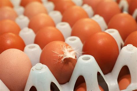 Global egg production continues to rise - Poultry World