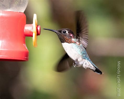 Bee Hummingbird | Bee hummingbird, Small birds, Hummingbird