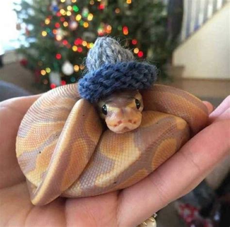 Turns Out, Hats On Snakes Are A Thing And There’s A Community ...