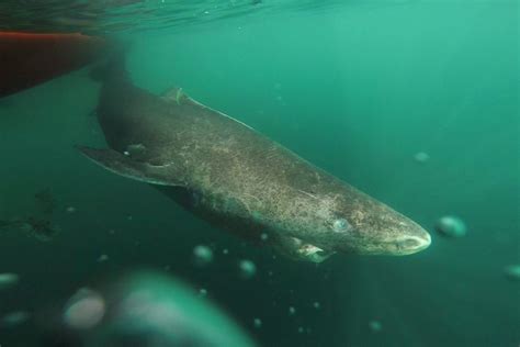 Greenland shark now oldest living animal with backbone | Greenland shark, Shark, Deep sea sharks