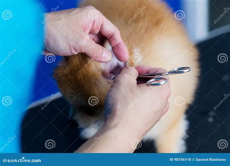 Ticks in ears of dog stock photo. Image of pedigree, cleaning - 98706118