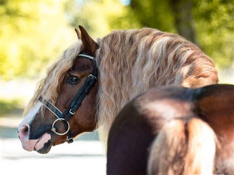 Black Forest Horse: A Chestnut Beauty With Flaxen Mane