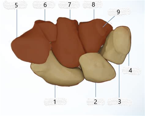 ASRT Boards Prep - Carpal Bones Anatomy Diagram | Quizlet