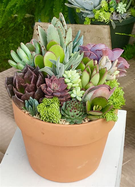 Succulent Arrangements Outdoor | Types Of Succulent Plant