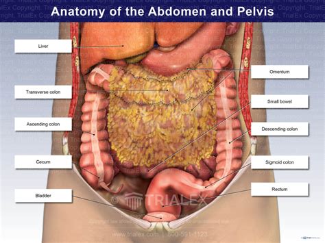 Diagram Of Organs In Abdomen