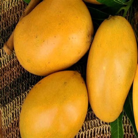 Know your mangoes: The best Mango varieties in Bangalore - Cookifi