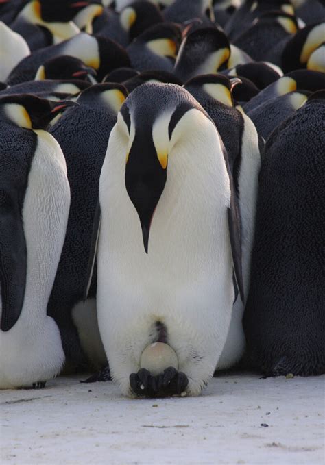 Emperor penguin breeding cycle – Australian Antarctic Program