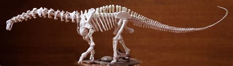 Brontosaurus - Members Gallery - The Fossil Forum