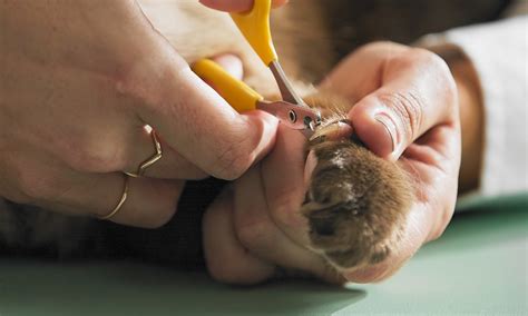 How to Trim Cat Nails: Step-by-Step Tips From a Pro | BeChewy