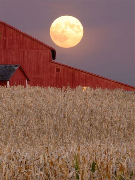 Harvest Moon And Gardening: Does The Harvest Moon Affect Plants