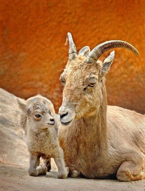 40 Beautiful Pictures of African Animals with Horns