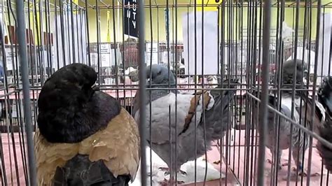 Modenas pigeons at Reading Pennsylvania show - YouTube