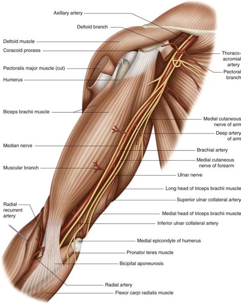 Brachial 200 The Surgical Anatomy Of The Brachial Arter Flickr | Images ...